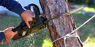 Leaf Removal in Lost Hills, CA