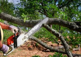 How Our Tree Care Process Works  in  Lost Hills, CA