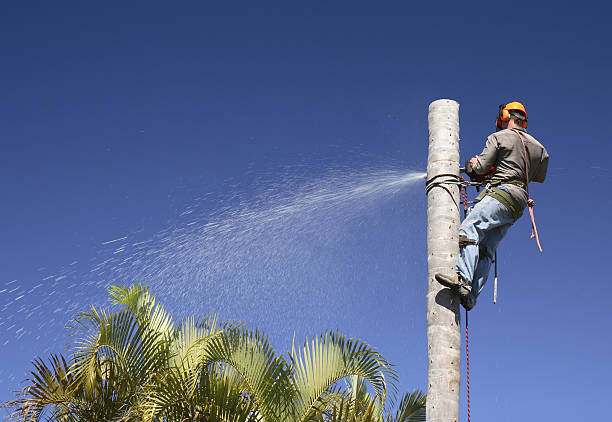 Reliable Lost Hills, CA Tree Care Solutions