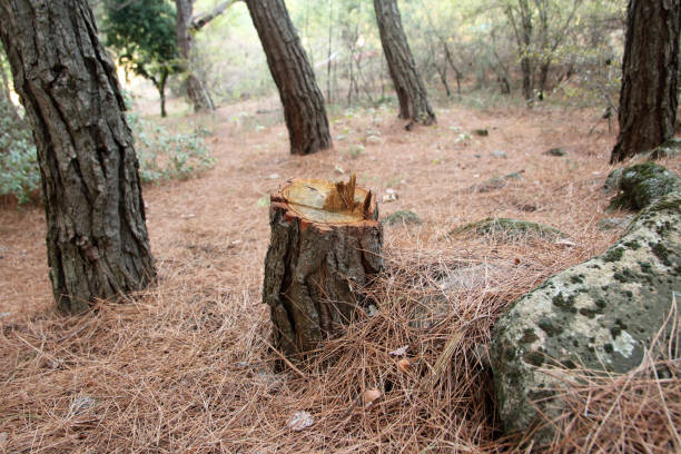 Best Tree and Shrub Care  in Lost Hills, CA