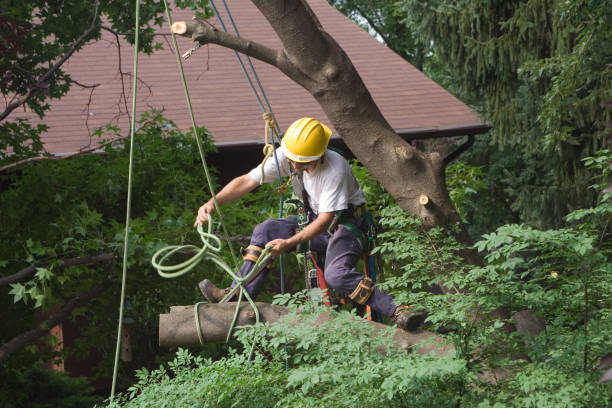 Best Storm Damage Tree Cleanup  in Lost Hills, CA