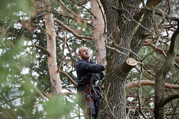  Lost Hills, CA Tree Care Pros